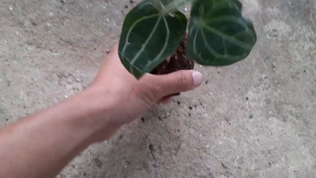 Anthurium Forgetti||thank you lincy for this beautiful plant|| 😍