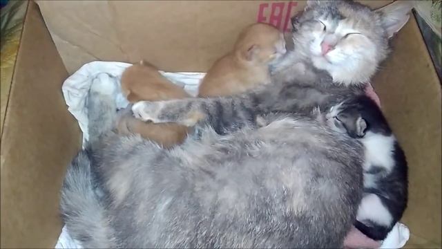Котятам 10 дней. Кошка и котята