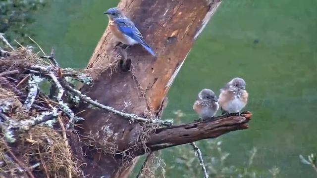 Three little Bluebirds   19 05 Video 2017 09 20 191237