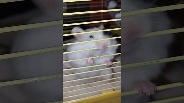 Сирийские хомяки