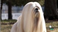 Canal Dog - Lhasa Apso