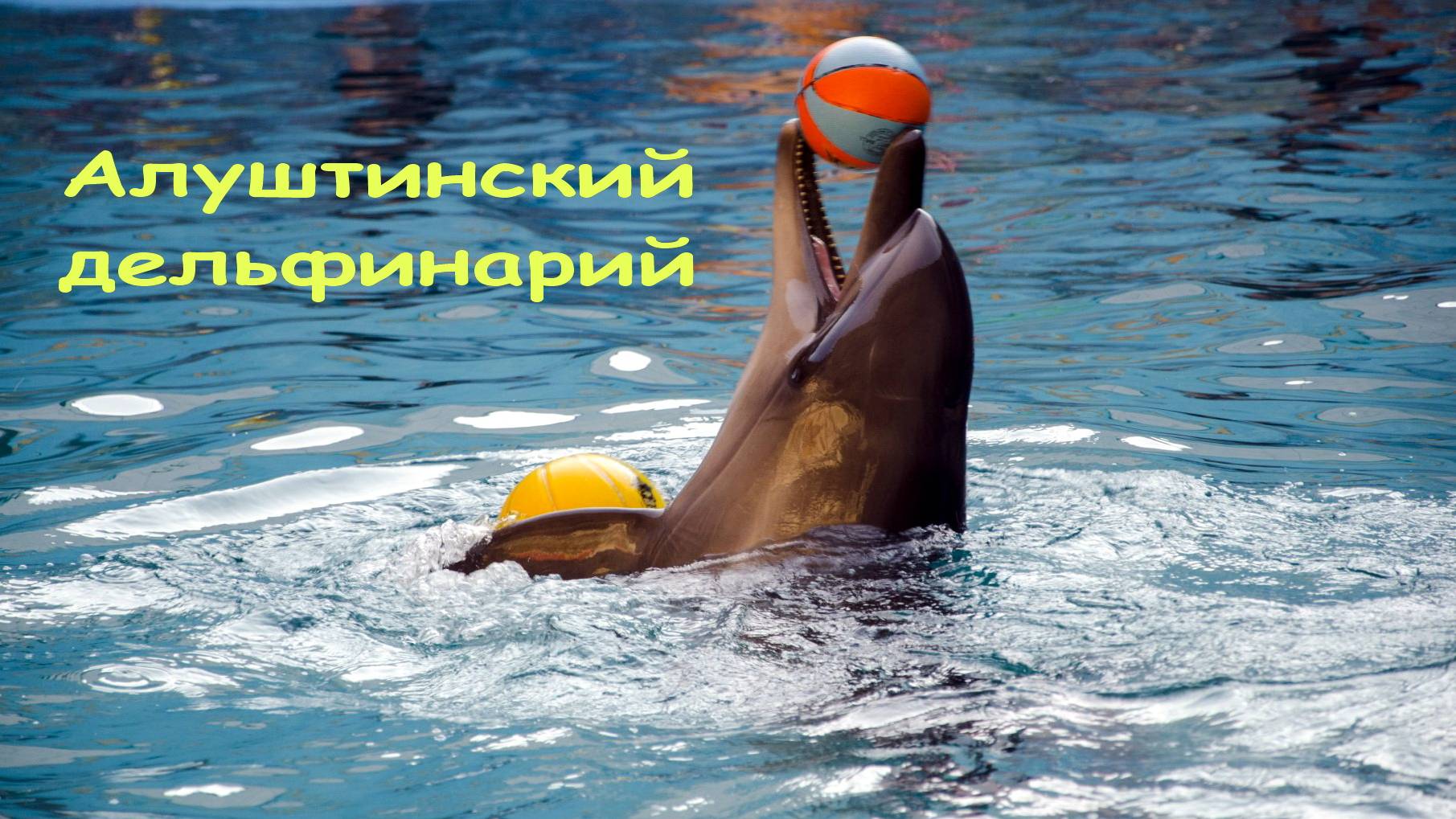 Алуштинский дельфинарий