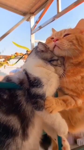 Котиков вам в ленту