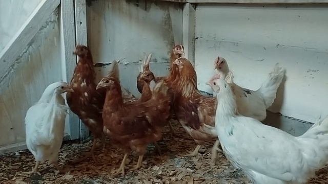 А у нас пополнение!🐔