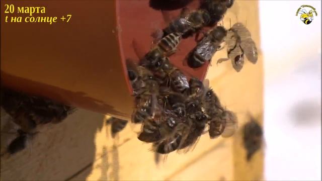 ПЕРВЫЙ ВЕСЕННИЙ ОБЛЕТ ПЧЕЛ ВЕСНОЙ. ОЧИСТИТЕЛЬНЫЙ ОБЛЁТ ПЧЁЛ.