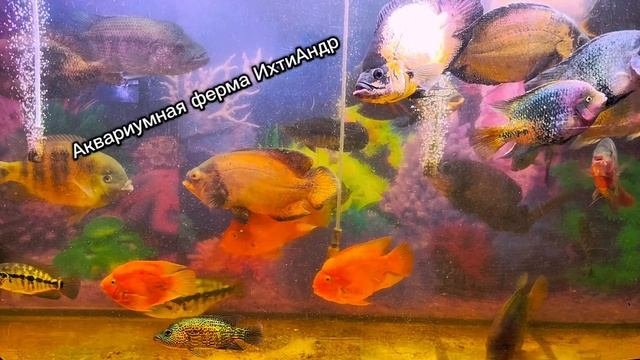 Lv_0_20250321005715.mp4