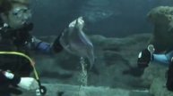 Blue Planet Aquarium Shark Encounter