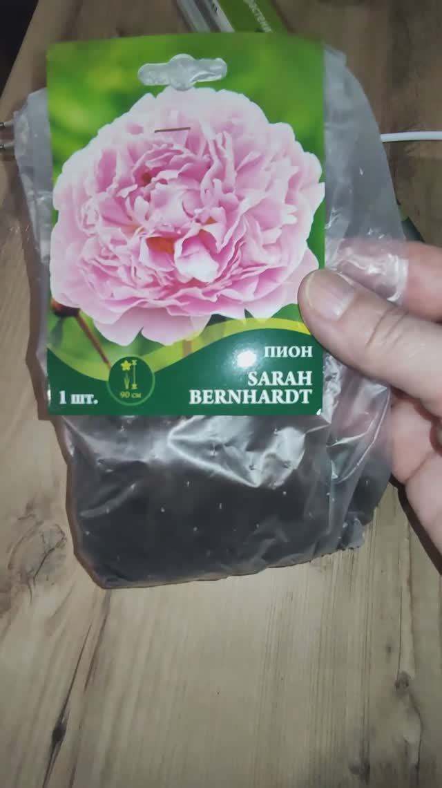 Моя мечта сбылась😆 или нет? Будет понятно года через три. Пион Сара Бернар
 #чёкупила #Ольга_дом_и_