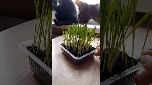Рассада. Овес, коты, утро