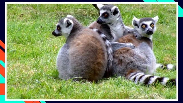 5 Curiosidades Sobre os Lêmures de Madagascar