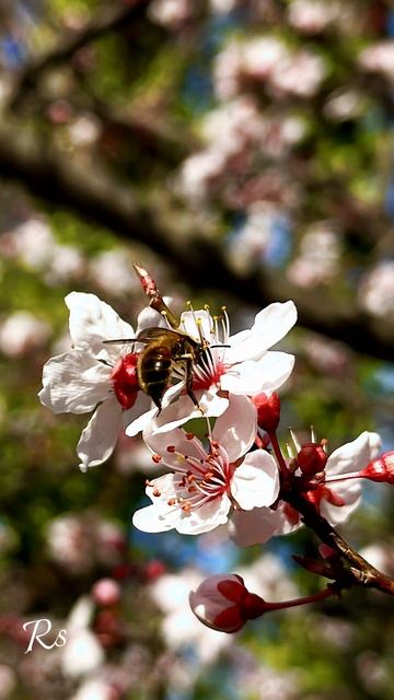Spring Time