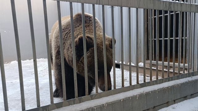 Видеообзор Иркутского зоопарка.