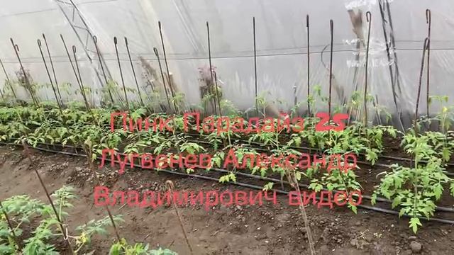 Помидоры Пинк Парадайз 25 ,появились зеленые маленькие плоды