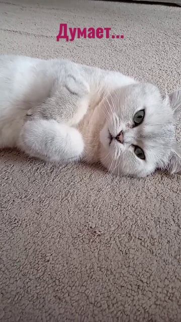 как шотландский кот прячется)))