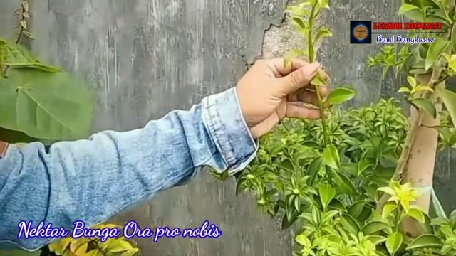 Ora pro nobis || Pereskia aculeata || Lemon vine || Sumber nektar
