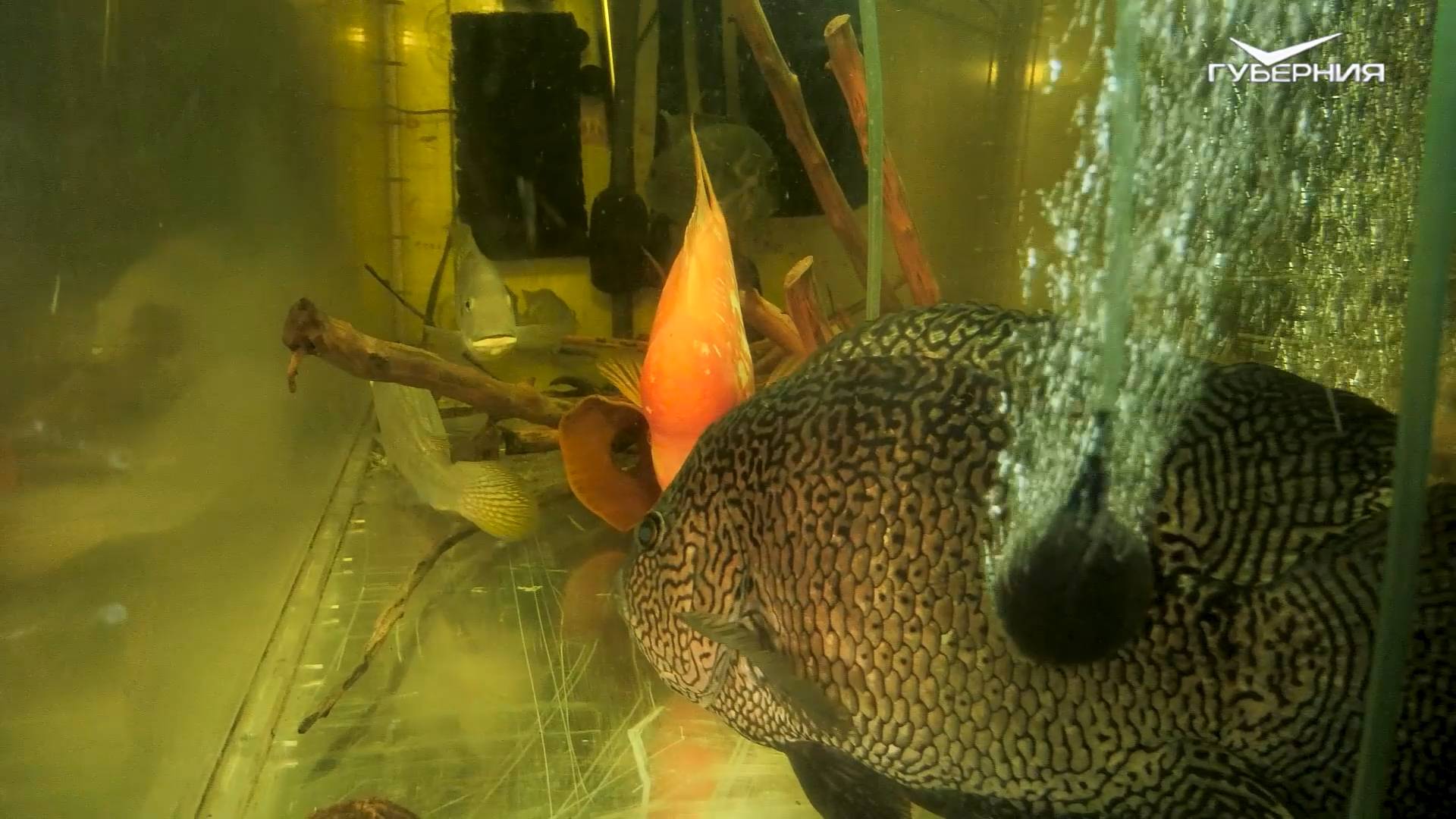 Последнее погружение к рыбам 🐟