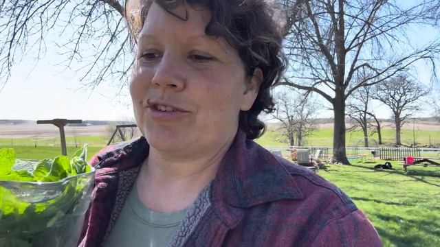 Grandmas Mint Iced Tea, Planting Potatoes, trellis for the Peas