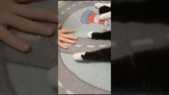 трюки от манго кота