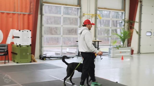 E collar training for beginners/How to train a dog using the remote collar!