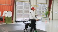 E collar training for beginners/How to train a dog using the remote collar!
