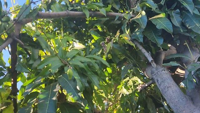Nam Doc Mai#4 Mango Fruits December