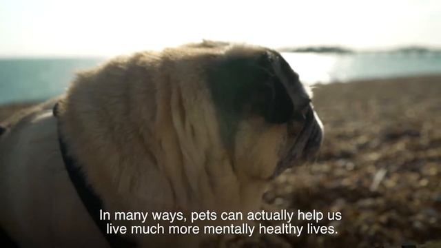 TV vet Marc Abraham explains the science behind human-animal connections | SPANA