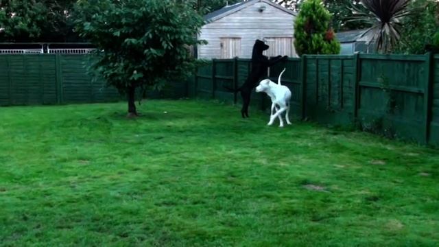Breeding a Bully Kutta Blog "Massive dogs Mating"
