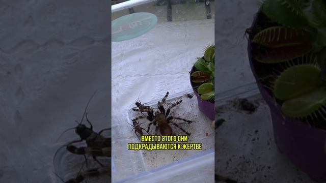 ПАУК-ПТИЦЕЕД В ДЕЙСТВИЯХ: СМОТРИ И НЕ БОЙСЯ! 🕸️👀