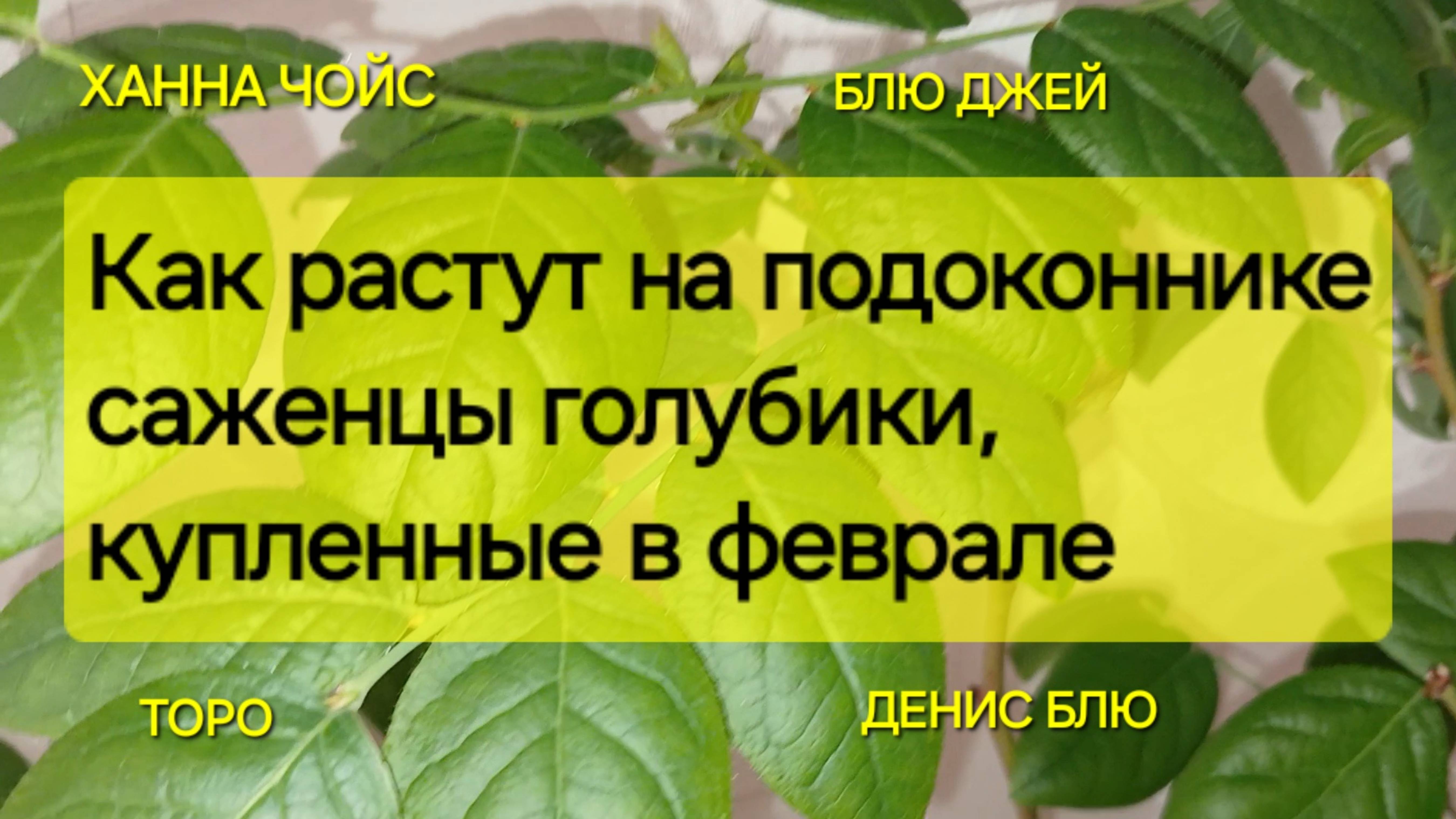 Продление вегетативного периода у саженцев голубики. Все очень просто!