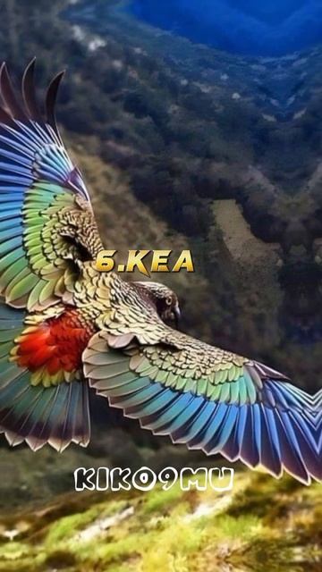 Top.7 intelligent bird in the world 🪽🪶✨️#bird #intelligent #top7 #fypシ゚viral #kiko9mu
