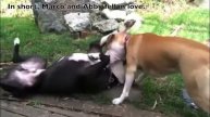 Abby and Libby: A Happily Ever After Story - Petco Great Ones Contest Finalist