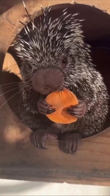 ❤️Самое милое на сегодня...

У маленького дикобраза пришло время обеда☺️.