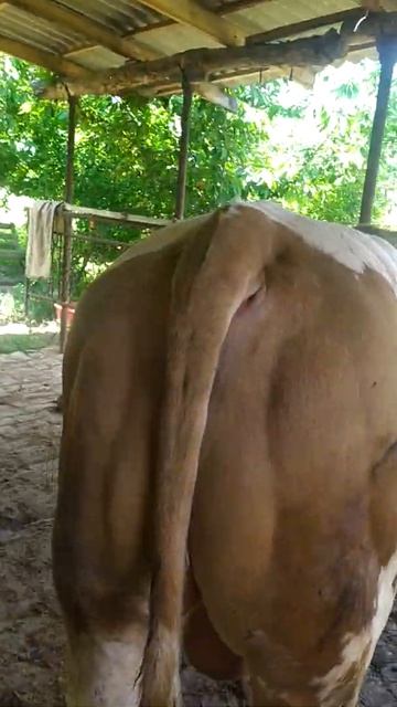 800 кг симентал бука сотилади 24 милйон. сотилди рахмат хаммага