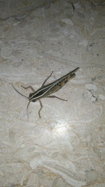 Grasshopper Sound: Nature's Symphonic Maestros | Exploring the Melodic Chirps of Grasshoppers