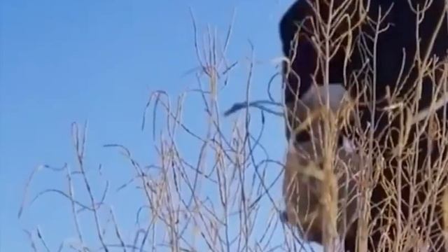زوجان عجوزان يزرعان أشجار الرمث الأسود في صحراء جوبي بالصين لمدة 20 عاما