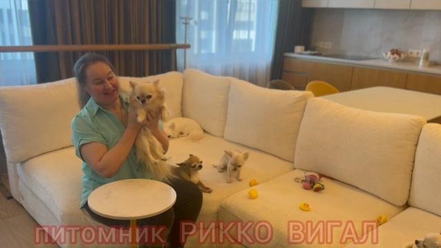 Особенности чихуахуа длинношерстных