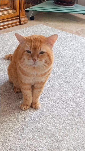 Меня зовут Рыжик! Давайте знакомиться #знакомство #познакомимся #котыкошки #котрыжик