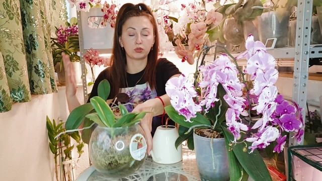 Это просто Шикарно! Я нашла способ, как заставить Орхидею Очень пышно цвести!