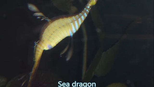 Dallas World Aquarium