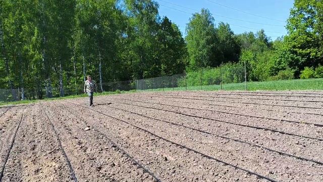Высаживаем ТАБАК В ПОЛЕ. КАПЕЛЬНЫЙ ПОЛИВ опять выручает. Наша жизнь в деревне.