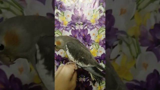 самец птенчик кореллы