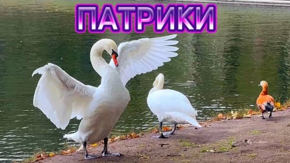 Патриаршие пруды Москва. Машины в конце видео. Патрики.