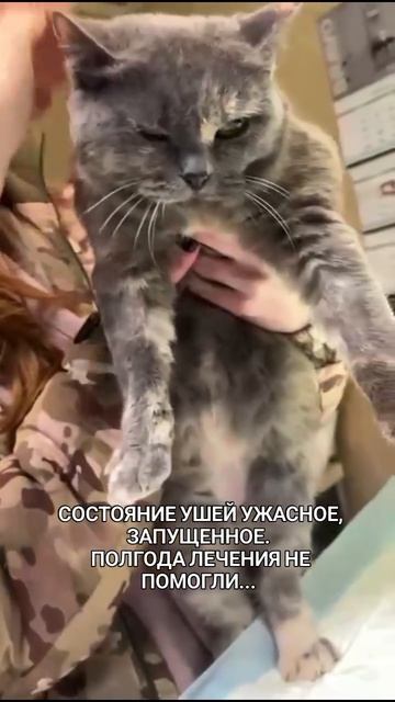 В приют сдали 10-летнюю кошку💔