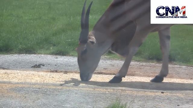 Eland - Second Biggest Antelope Species in the World!