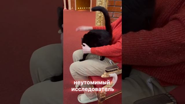 Лапкин - обнимательный котик в дар