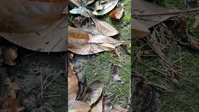 Асмр asmr air forest воздух лес трава листья