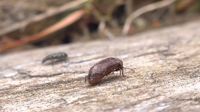 Death watch beetle, Family Anobiidae. Genus Xestobium
