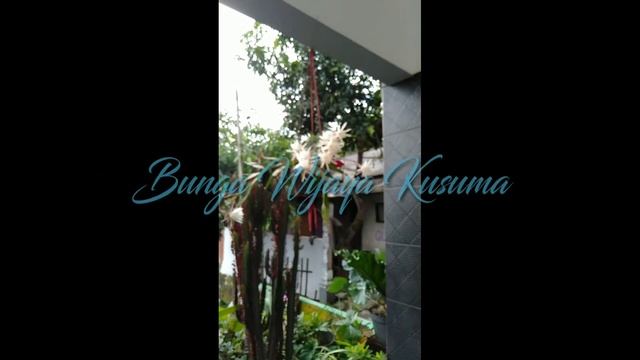Keindahan mekarnya bunga wijaya kusuma dipagi hari , bunga nya para raja !!