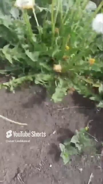 Домашние заботы..mp4