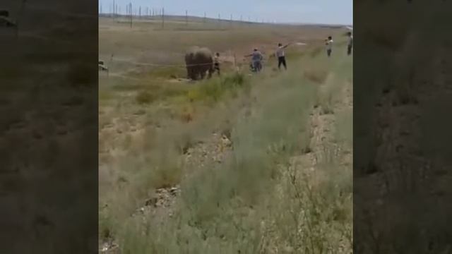 казахи завезли Слонов в район Балхаша, слоны ниче понять не могут где они